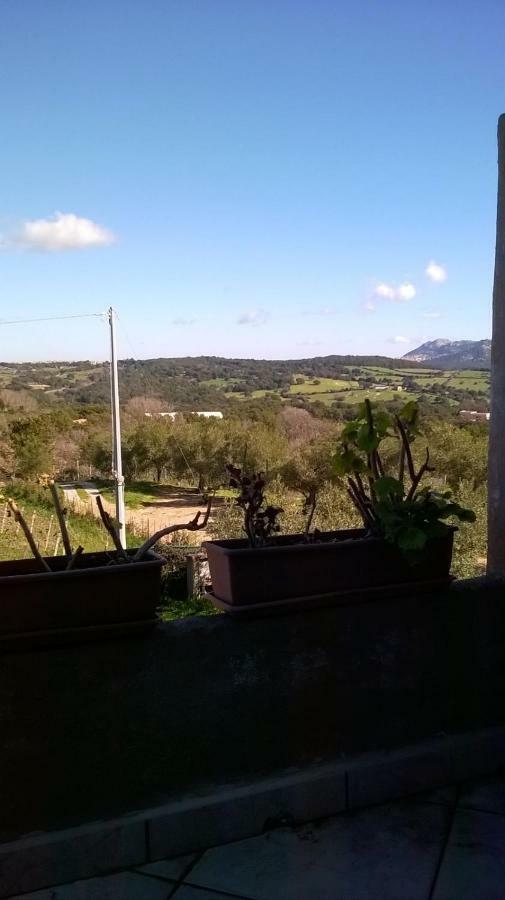 Agriturismo La Vigna Tempio Pausania Zewnętrze zdjęcie